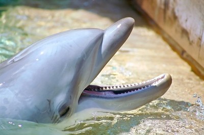 dolphin(dolphin是什么意思)